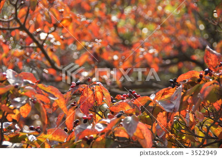 November Dogwood and Mizuki family 79 Autumn leaves November Dogwood and Mizuki family 79 Autumn leaves 3522949