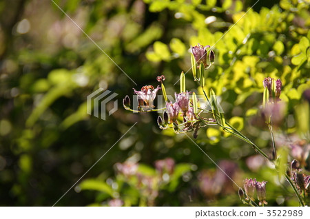 November Hototogisu Yuri 75 3522989