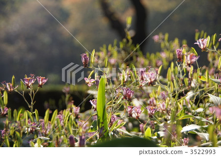 November Hototogisu Lully 79 3522993