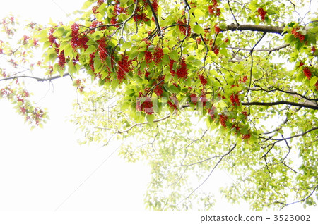 November Actual Yogiri / Yellow Dragon Department 19 November Actual Yogiri / Yellow Dragon Department 19 3523002