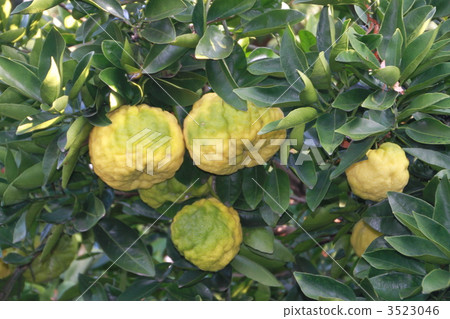 yuzu (small citrus fruit), citron, japanese citron 3523046