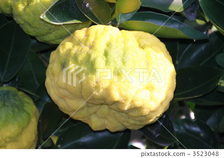 yuzu (small citrus fruit), citron, japanese citron 3523048