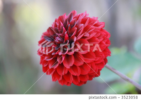 大麗花﻿ 大麗花 放大 3523058