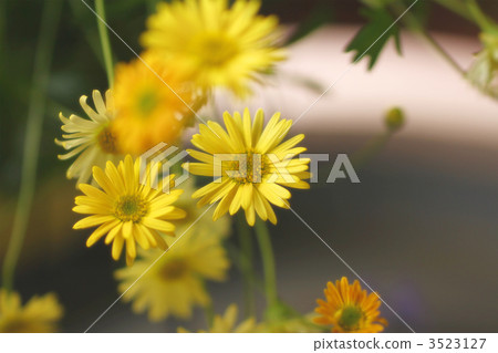 Yellow Brackicam 3523127