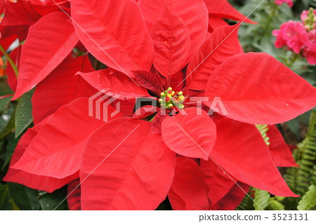 Poinsettia up Poinsettia up 3523131