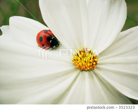 Ladybird and white cosmos Ladybird and white cosmos 3523323