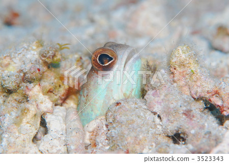 Joefish Joefish 3523343