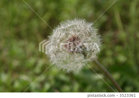 蒲公英的絨毛 3523361