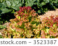 sunny lettuce, industry, lettuce 3523387