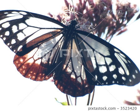 parantica sita, parantica sita butterfly,... - Stock Photo