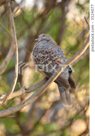 oriental turtle dove, rufous turtle dove, dove 3524077