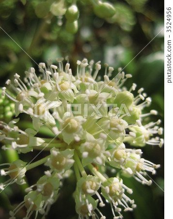 水母蜂蜜閃閃發光 3524956