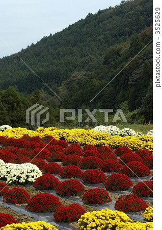 盛開的南Ashigaru Zakuru菊花盛開 3525629