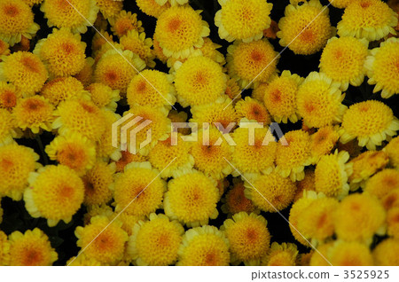 Brightly full of South-Ashigaru Zakuru chrysanthemum in full bloom Brightly full of South-Ashigaru Zakuru chrysanthemum in full bloom 3525925