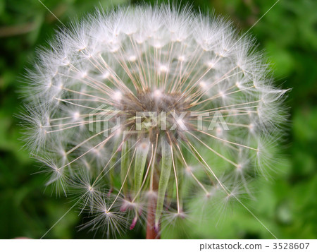dandelion 3528607