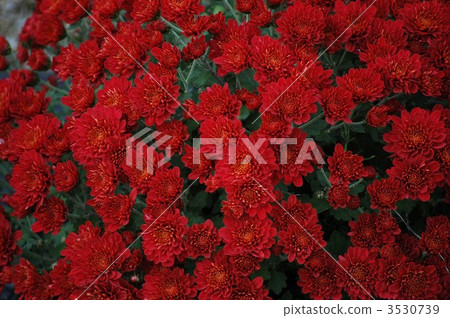 Brightly full of South-Ashigaru Zakuru chrysanthemum in full bloom Brightly full of South-Ashigaru Zakuru chrysanthemum in full bloom 3530739