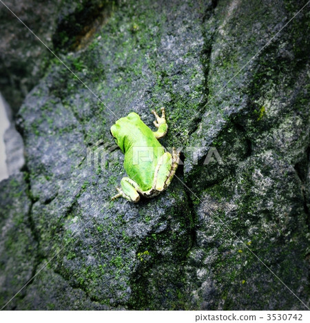 一隻青蛙 3530742