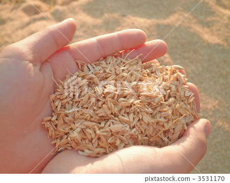 rice husks, chaff, biomass 3531170