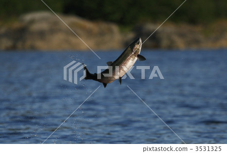 銀大麻哈魚 3531325