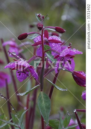 Yanagiran Yanagiran 3531402