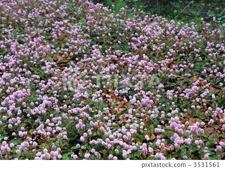 A group of crimson soba (Himpi soba) 3531561