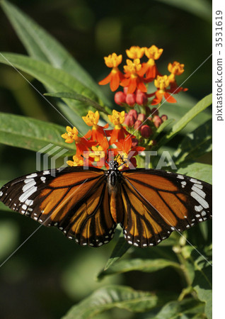 Black Cathedral 3531619