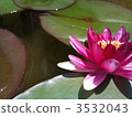 water lily, water-lily, waterlily 3532043