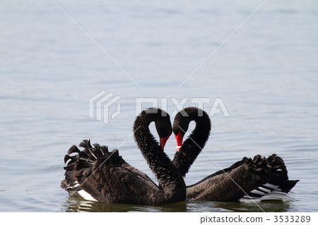 求愛舞蹈 求愛舞蹈 3533289