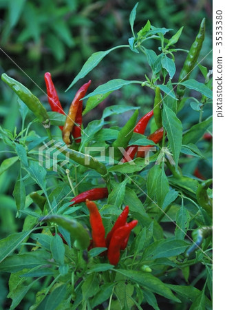 Red pepper that turns red 3533380