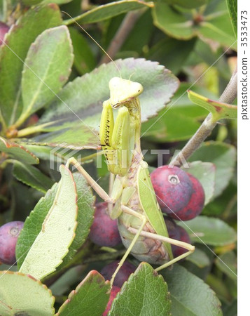 寬腹螳螂 螳螂 螳 3533473