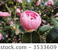 Buds of saw flowers 3533609