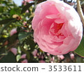 Sasanqua 3533611