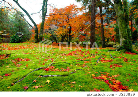 Autumnal leaves treasure house Autumnal leaves treasure house 3533989