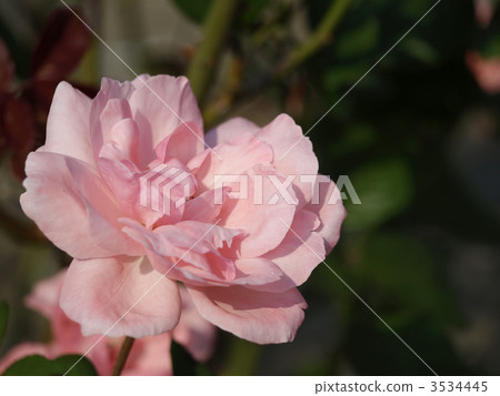 伊麗莎白女王珊瑚 3534445