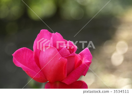 Maria Callas 3534511