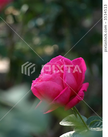 瑪麗亞卡拉斯 3534513