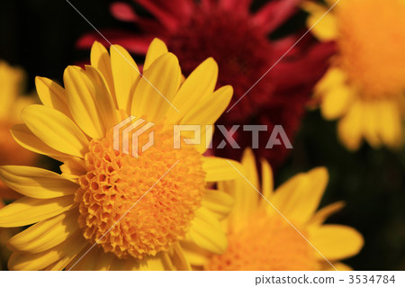 風車菊 小菊花 小紙條 3534784