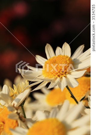 菊花 小菊花 小紙條 3534785