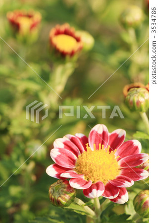 菊花 小菊花 小紙條 3534786