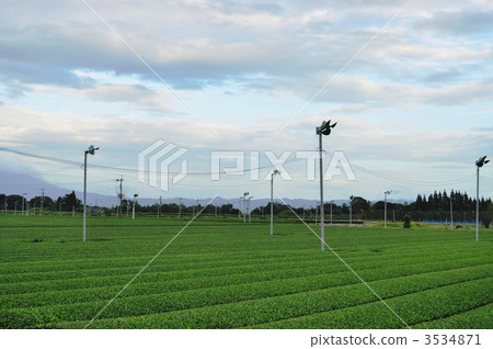 The scenery of the tea plantation 3534871