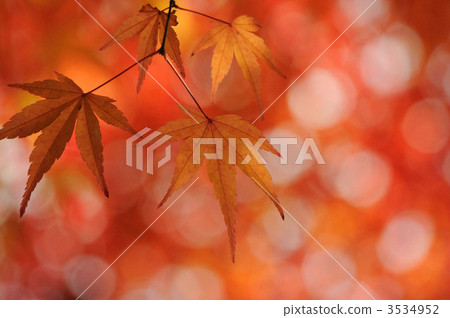 Autumn leaves Autumn leaves 3534952