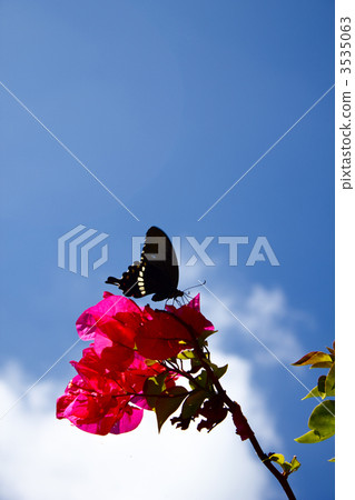 butterfly, butterflies, bougainvillea 3535063