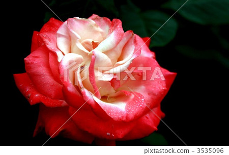 短暫的蛋糕京成玫瑰園 3535096