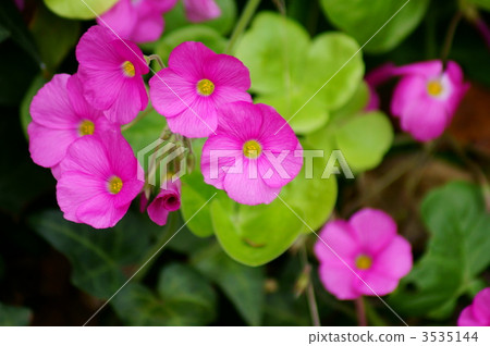 Oxalis · Bowie It is a big oxalis so surprised. Oxalis · Bowie It is a big oxalis so surprised. 3535144