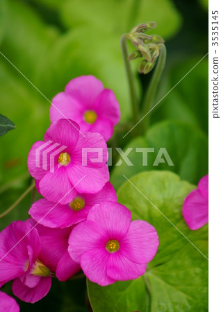 Oxalis·Bowie這是一個很大的酢漿草。 Oxalis·Bowie這是一個很大的酢漿草。 3535145