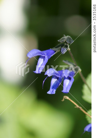 Salvia · Guaraniczka Dinosaur seems to have opened his mouth 3535168