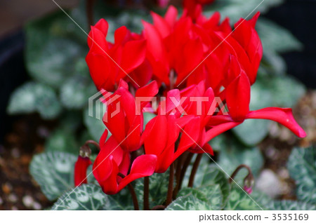 Cyclamen firewood flower red Cyclamen firewood flower red 3535169