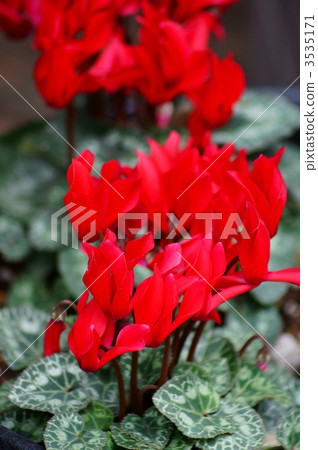 仙客來木柴花紅色 3535171