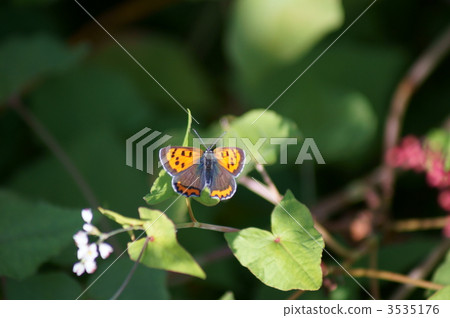 Red Small Ash Butterfly and Soba Flower Red Small Ash Butterfly and Soba Flower 3535176