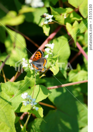 紅色小灰蝴蝶和蕎麥麵花 3535180